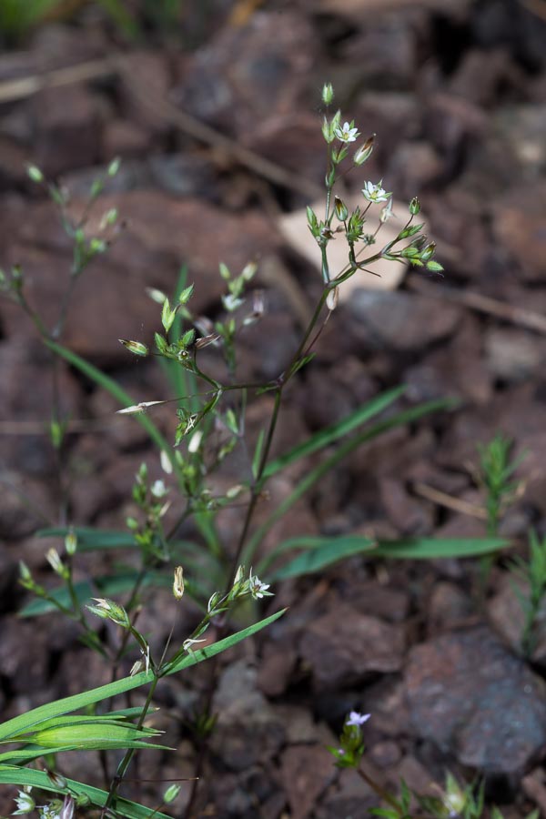 Minuartia hybrida ?